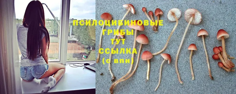 Галлюциногенные грибы Magic Shrooms Кисловодск